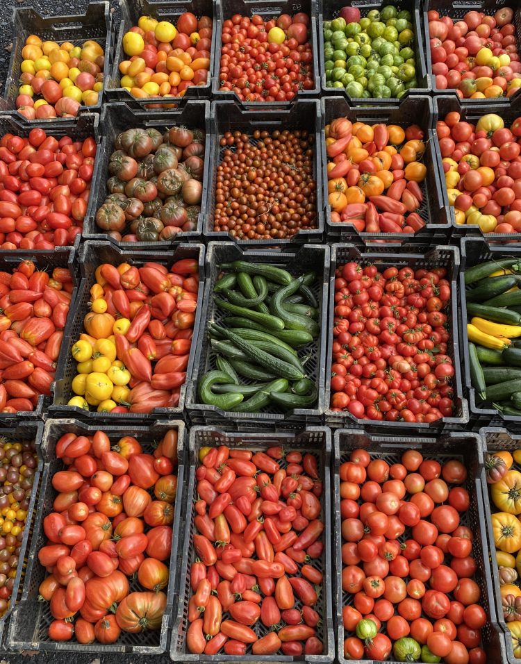 Des tomates, des concombres, des aubergines locales